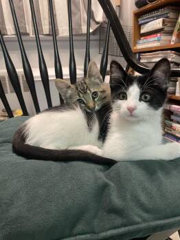 Domestic Short Hair Cats Available for Adoption - Venti | PetCurious