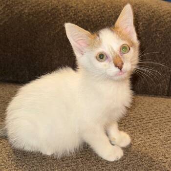 Rescue Domestic Short Hair Cats for Adoption in Lawton, Oklahoma - JACK SKELLINGTON | PetCurious