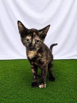 Calypso -  Domestic Short Hair Cat for Adoption in Covington, Louisiana - Calypso | PetCurious