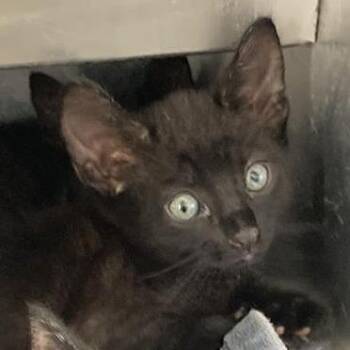 Sunstone -  Domestic Short Hair Cat for Adoption in Long Beach, California - Sunstone | PetCurious