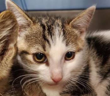 Glay -  Domestic Short Hair Cat for Adoption in Kansas City, Missouri - Glay | PetCurious