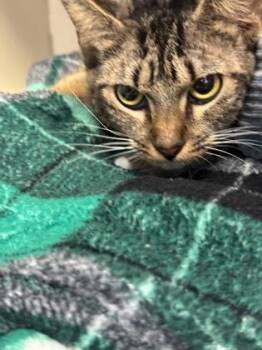 Froja -  Domestic Short Hair Cat for Adoption in Chamblee, Georgia - Froja | PetCurious