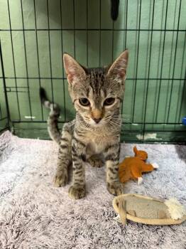 America -  Domestic Short Hair Cat for Adoption in Port Jervis, New York - America | PetCurious