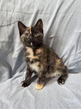 Domestic Short Hair Cats Available for Adoption in Statesboro, Georgia - Cierra | PetCurious
