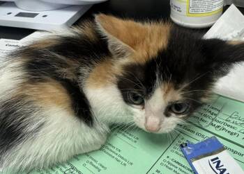 Gumdrop -  Domestic Short Hair Cat for Adoption in St. Cloud, Minnesota - Gumdrop | PetCurious