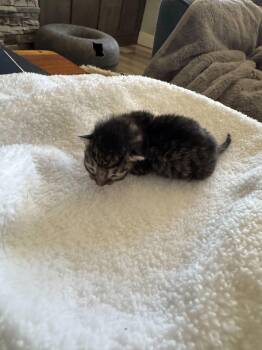 Loki -  Domestic Short Hair Cat for Adoption in Wilsonville, Oregon - Loki | PetCurious