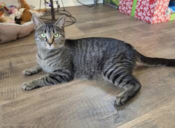 Lovey -  Domestic Short Hair Cat for Adoption in Mt. Juliet, Tennessee - Lovey | PetCurious