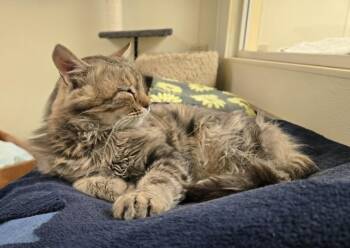 Hobo -  Domestic Medium Hair Cat for Adoption in Larned, Kansas - Hobo | PetCurious