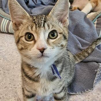 Rhoda - Great Little Gal -  Tabby Cat for Adoption in Hoquiam, Washington - Rhoda - Great Little Gal | PetCurious