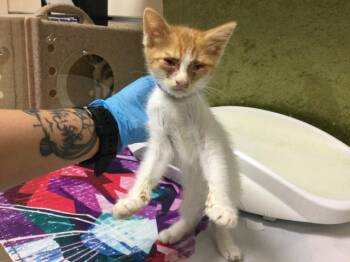 TANGERINE -  Domestic Short Hair Cat for Adoption in Riverside, California - TANGERINE | PetCurious
