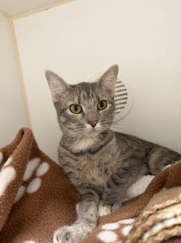 Valley -  Domestic Short Hair Cat for Adoption in Reisterstown, Maryland - Valley | PetCurious