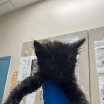 ANITA -  Domestic Short Hair Cat for Adoption in Las Vegas, Nevada - ANITA | PetCurious
