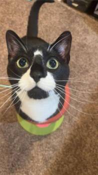 Domestic Short Hair Cats Available for Adoption - Master Shifu | PetCurious