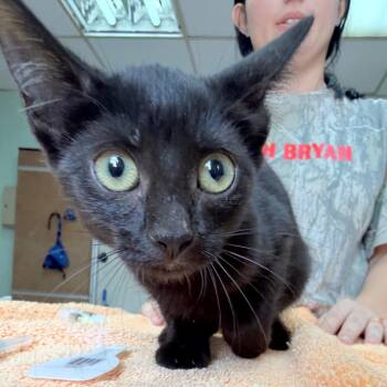 Alissa -  Domestic Short Hair Cat for Adoption in West Point, Mississippi - Alissa | PetCurious