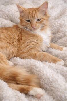 Domestic Medium Hair Cats Available for Adoption - Puss N Boots | PetCurious