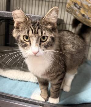 Marion -  Domestic Medium Hair Cat for Adoption in Fayetteville, Georgia - Marion | PetCurious