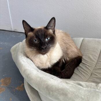 Mulan -  Siamese Cat for Adoption in Midland, Texas - Mulan | PetCurious