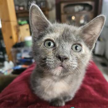 Rescue Domestic Short Hair Cats for Adoption in Cumming, Georgia - Jenna | PetCurious