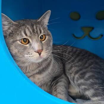 Percy -  Domestic Short Hair Cat for Adoption in Las Cruces, New Mexico - Percy | PetCurious
