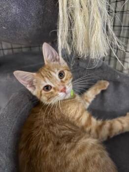 Benjamin -  Domestic Short Hair Cat for Adoption in Mokena, Illinois - Benjamin | PetCurious