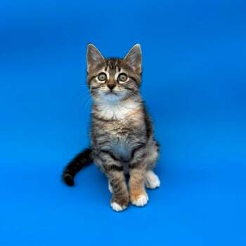 Maleen -  Domestic Short Hair Cat for Adoption in Plainfield, Illinois - Maleen | PetCurious