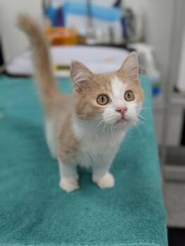 Marvin -  Domestic Long Hair Cat for Adoption in Blaine, Minnesota - Marvin | PetCurious