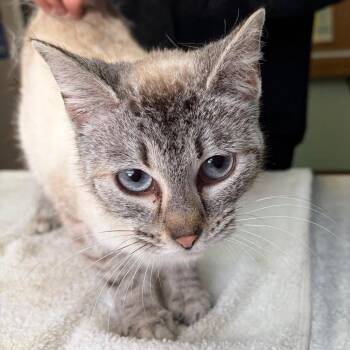 Domestic Short Hair Cats Available for Adoption in West Point, Mississippi - Chamomile | PetCurious