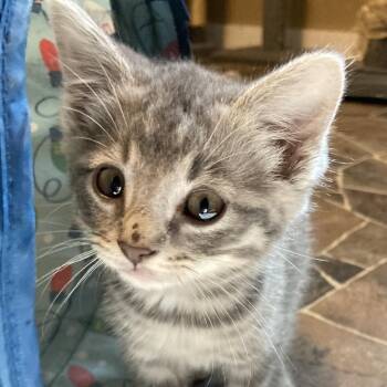 kirsten -  Domestic Short Hair Cat Available for Adoption in Marion, Illinois - Kirsten | PetCurious
