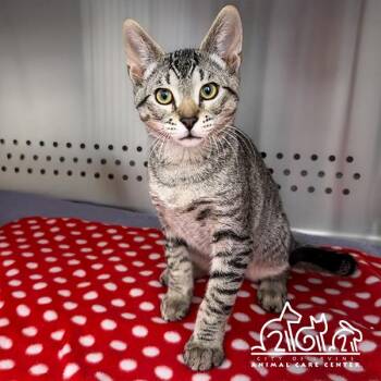 SOLO -  Domestic Short Hair Cat for Adoption in Irvine, California - SOLO | PetCurious