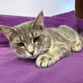 Clyde (cat Cafe) -  Domestic Short Hair Cat for Adoption in West Lafayette, Indiana - Clyde (cat Cafe) | PetCurious