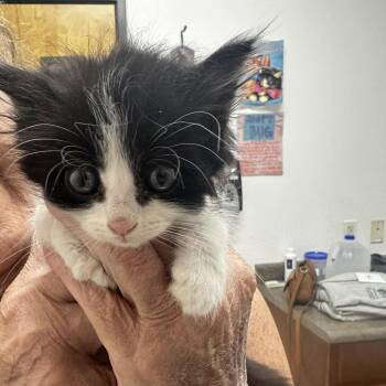 Andy -  Domestic Short Hair Cat for Adoption in Ashland, Oregon - Andy | PetCurious