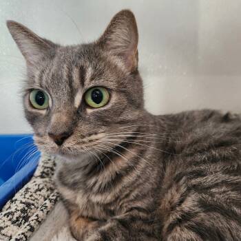 Rescue Domestic Short Hair Cats for Adoption in Chino Hills, California - Brandy(C000-512) - Costa Mesa Location | PetCurious