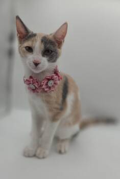 Winnie -  Domestic Short Hair and Dilute Calico Cat for Adoption in Mobile, Alabama - Winnie | PetCurious