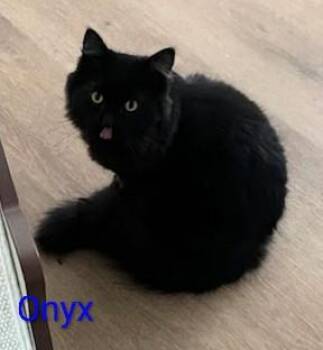 Domestic Medium Hair Cats Available for Adoption - Onyx | PetCurious