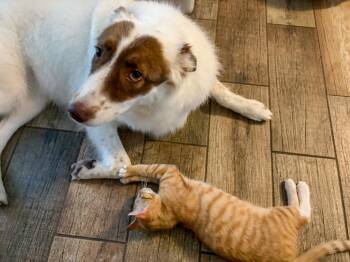 Fred Weasley -  Domestic Short Hair and Tabby Cat for Adoption in Pompano Beach, Florida - Fred Weasley | PetCurious