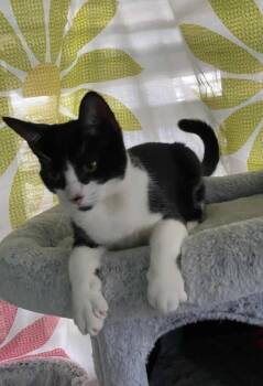 Rescue Domestic Short Hair Cats for Adoption in New Bedford, Massachusetts - Miles | PetCurious