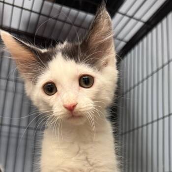 Rescue Domestic Short Hair Cats for Adoption in Port Charlotte, Florida - Mayor | PetCurious