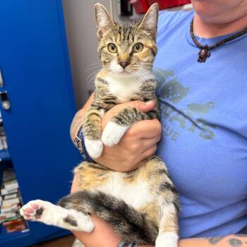 Rescue Domestic Short Hair Cats for Adoption in Port Richey, Florida - Rizzo | PetCurious