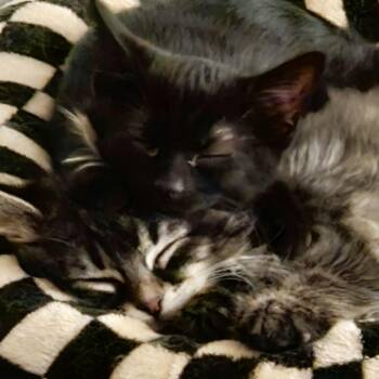 Gandolf -  Domestic Long Hair Cat for Adoption in Newcastle, Oklahoma - Gandolf | PetCurious