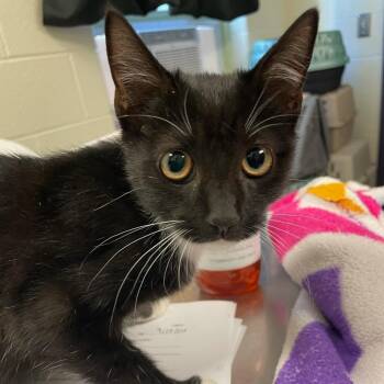 Best Dressed -  Domestic Short Hair Cat for Adoption in Charlottesville, Virginia - Best Dressed | PetCurious