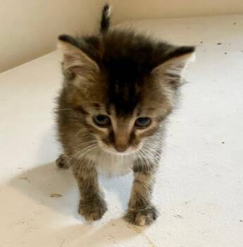 Sandy -  Domestic Short Hair Cat for Adoption in Columbia, Illinois - Sandy | PetCurious