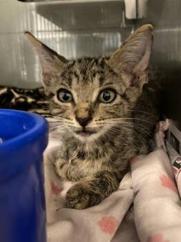 WALLY -  Domestic Short Hair Cat for Adoption in Baytown, Texas - WALLY | PetCurious