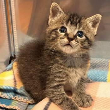 Klaus -  Domestic Short Hair Cat for Adoption in Lexington, Kentucky - Klaus | PetCurious