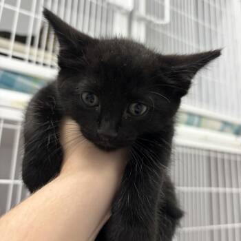 Forrest -  Domestic Short Hair Cat for Adoption in Franklin, North Carolina - Forrest | PetCurious