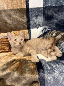 Rescue Domestic Short Hair Cats for Adoption in Benld, Illinois - Mufasa | PetCurious