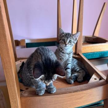 Domestic Short Hair Cats Available for Adoption in Chicago, Illinois - Calculator & College Ruled Notebook - We