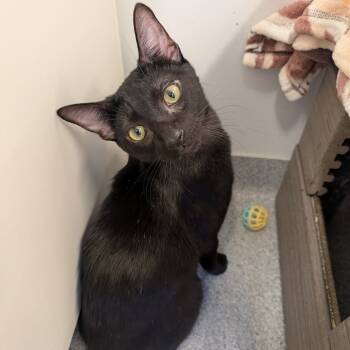 Rescue Domestic Short Hair Cats for Adoption in Wheeling, Illinois - Jimmy | PetCurious