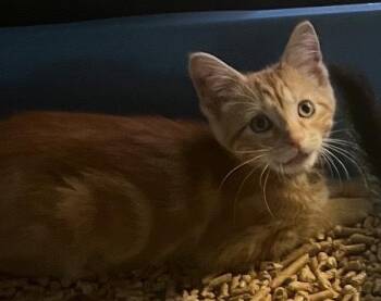 Bourbon -  Domestic Short Hair Cat for Adoption in Hoffman Estates, Illinois - Bourbon | PetCurious