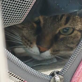 Tiger -  Domestic Short Hair Cat for Adoption - Tiger | PetCurious