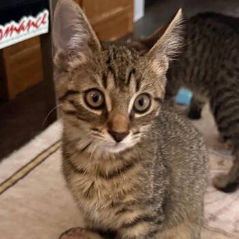 Strawberry Shortcake Roll -  Domestic Short Hair Cat for Adoption in Parkersburg, West Virginia - Strawberry Shortcake Roll | PetCurious